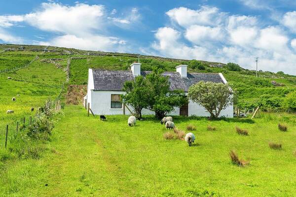 Charming Irish Cottage with Grazing Sheep Poster