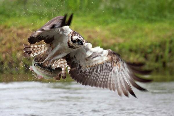 Osprey Capturing a Fish Poster