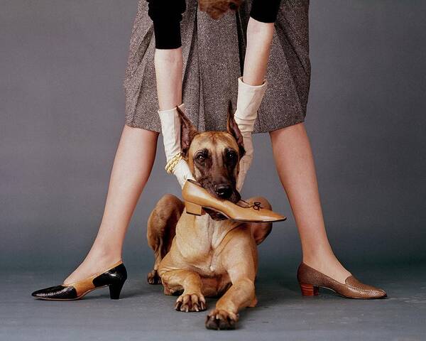 Fashionable Dog Holding Shoe Poster