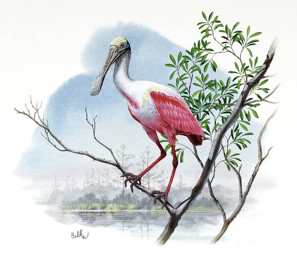 Roseate Spoonbill Poster