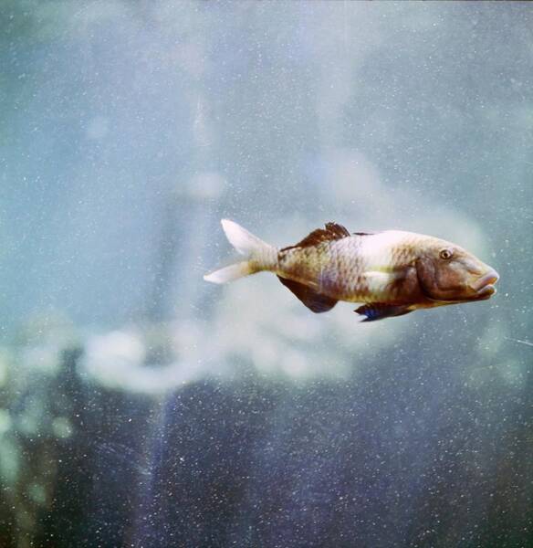 Fish At Sea Life Park Poster