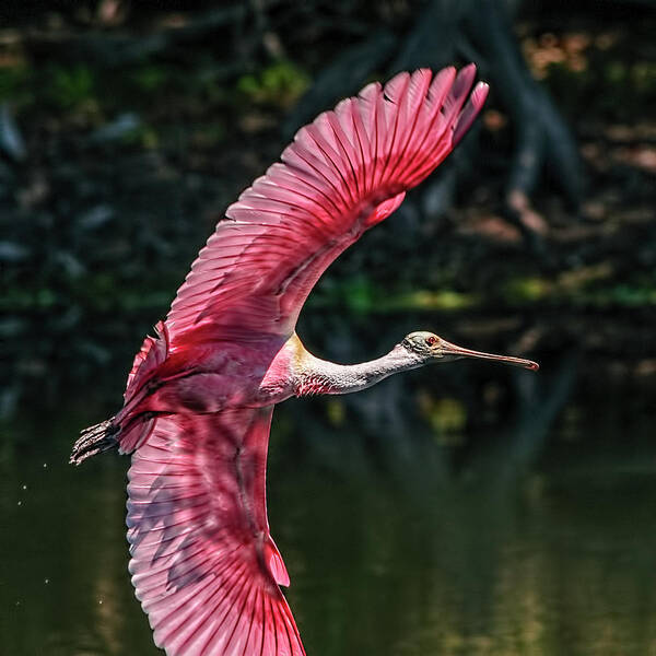 Graceful Roseate Spoonbill in Flight Poster