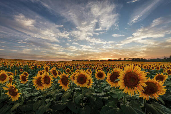 Sunset Over Sunflower Field Photograph