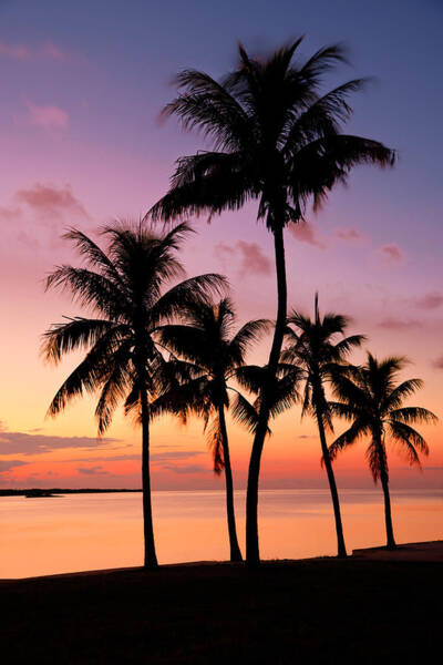 Sunset Silhouette of Palm Trees Photograph