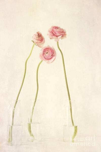 Elegant Ranunculus Trio Wall Art