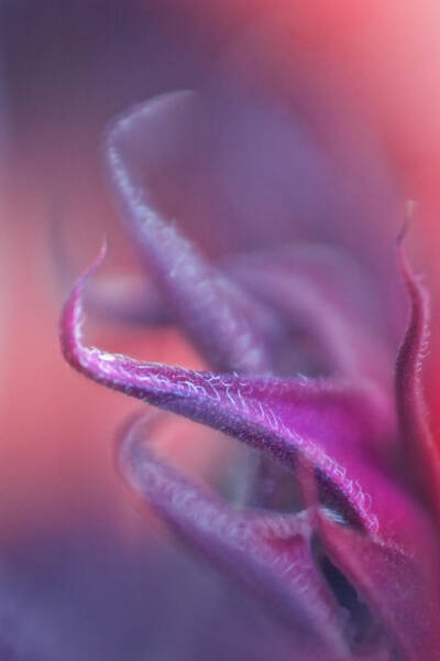 Abstract Floral Close-Up Wall Art
