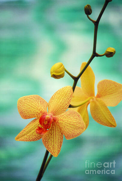 Yellow Orchids in Bloom Wall Art