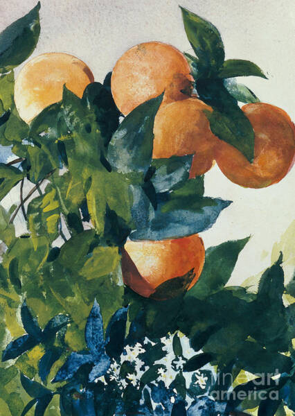 Oranges Among Lush Green Leaves Wall Art