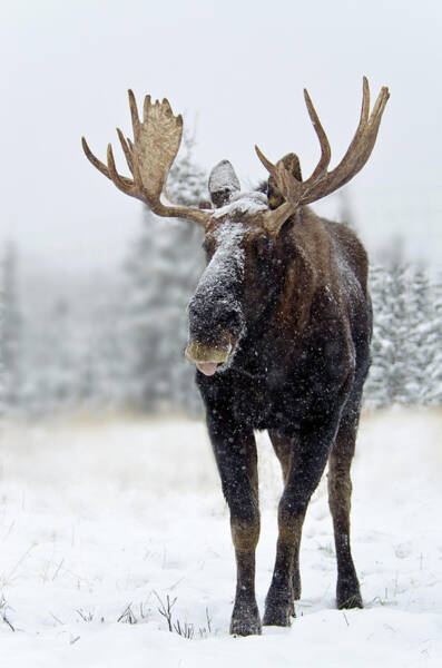 Moose in Snowy Landscape Wall Art