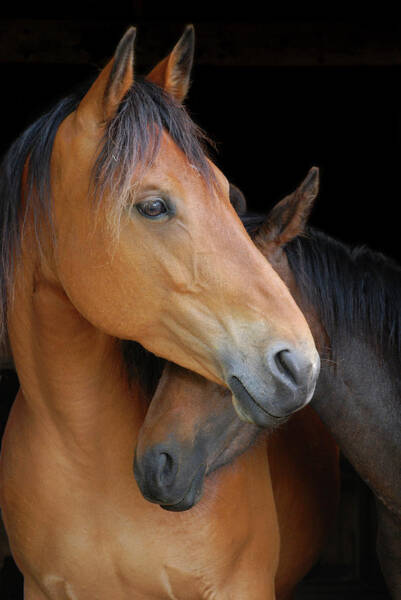 Two Horses in Close Embrace Wall Art