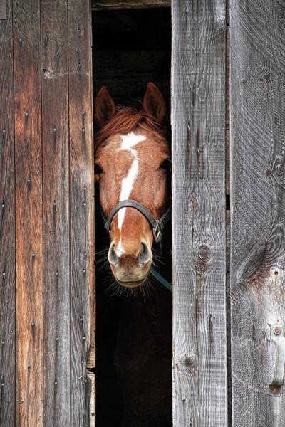 Curious Horse in Barn Doorway Art Print