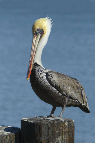 Pelican Perched on a Wooden Post Wall Art