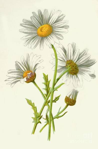 Flower Wall Art featuring the drawing Ox-eye Daisy by Print Collector