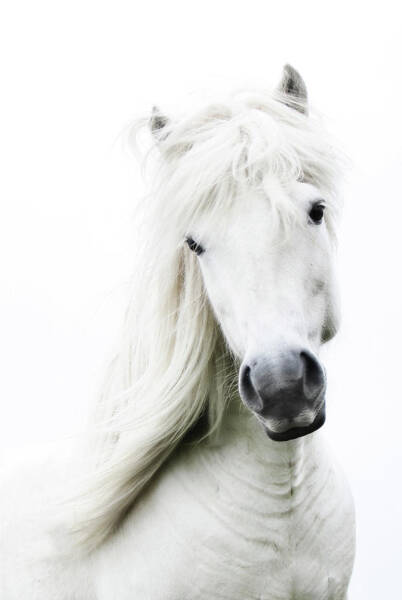 Graceful White Horse Portrait Art Print