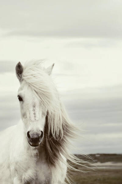 Majestic White Horse in the Wind Wall Art