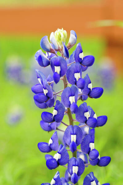 Vibrant Bluebonnet Bloom Wall Art