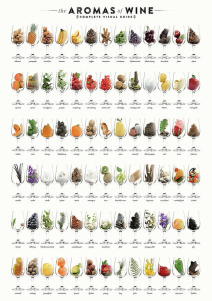 The Aromas of Wine Guide Digital Art