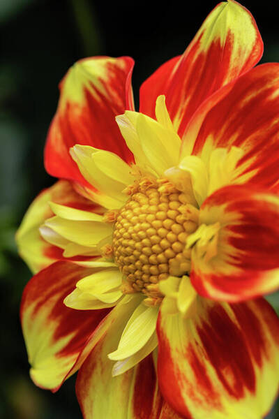 Vibrant Yellow and Red Dahlia Art Print