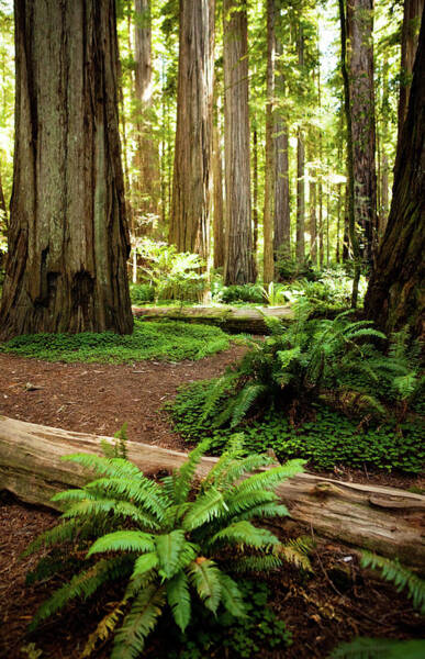 Tree Wall Art featuring the photograph California Redwood Forest by Andipantz