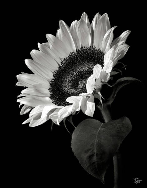 Black and White Sunflower Photograph