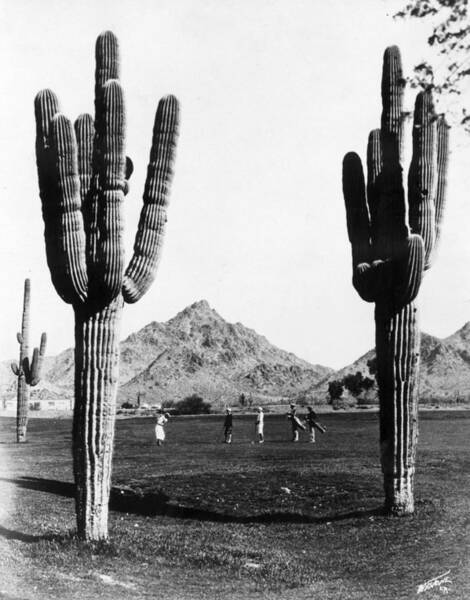 Cactus Golf Landscape Wall Art