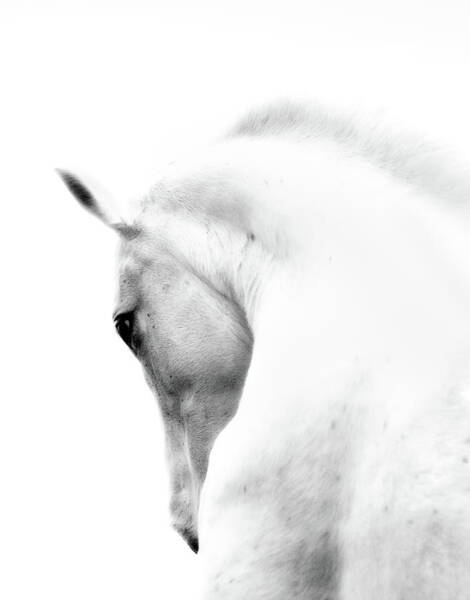 Graceful White Horse in Profile Art Print