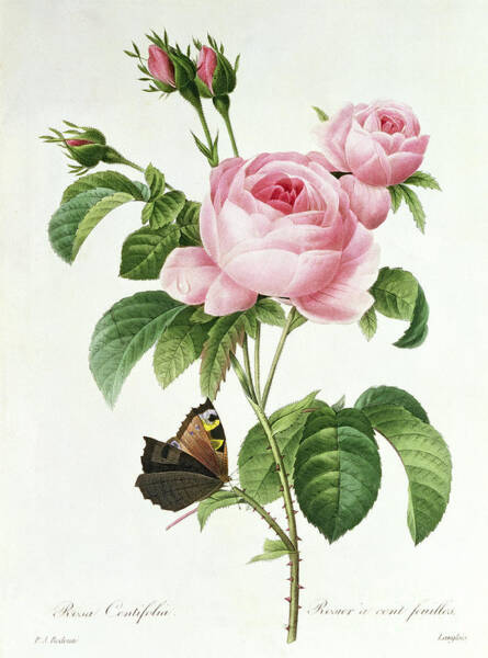 Pink Roses and Butterfly Wall Art