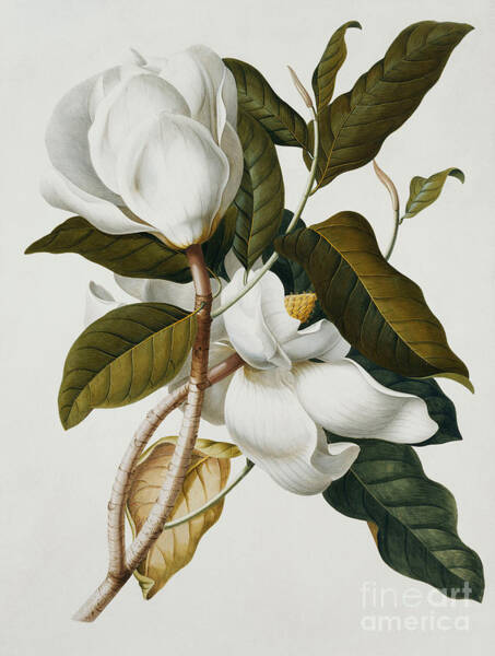 Magnolia Blossom and Leaves Wall Art