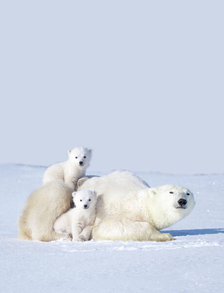 Polar Bear Family Relaxing in Snow Wall Art
