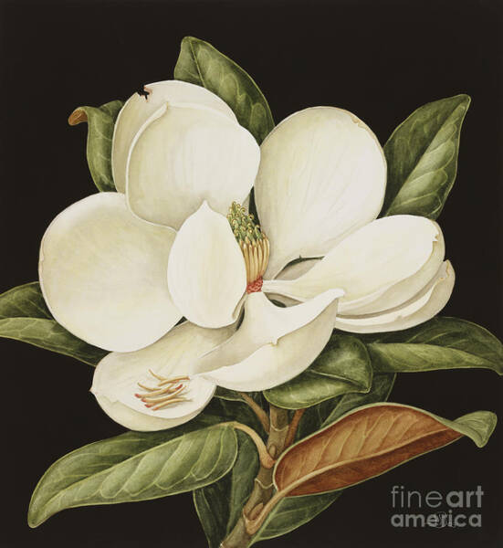 Elegant Magnolia Bloom Wall Art