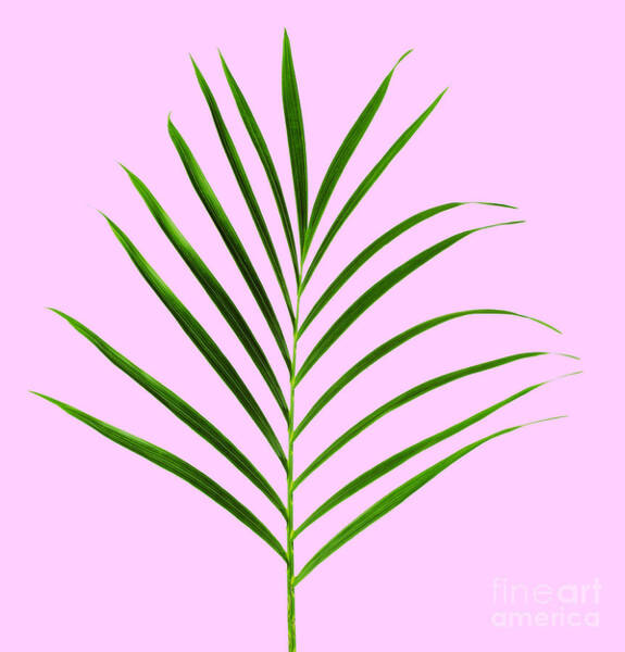 Palm Frond on Pastel Background Wall Art