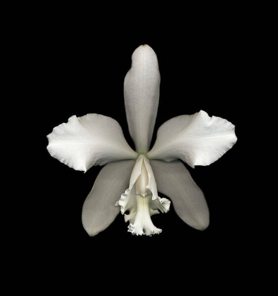 Elegant White Orchid on Black Wall Art