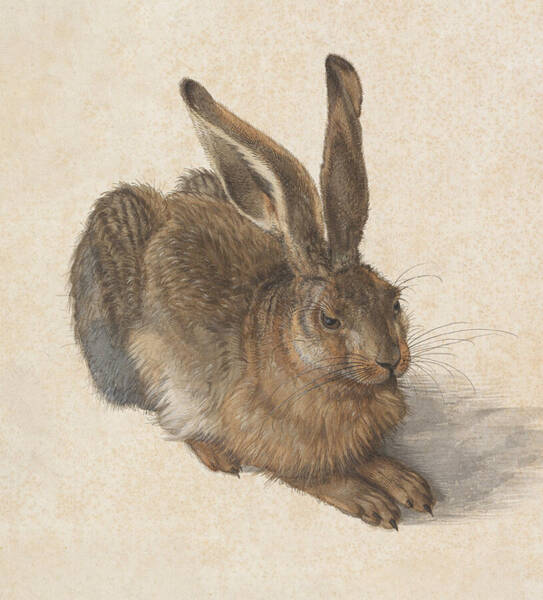 Hare By Albrecht Durer Art Print