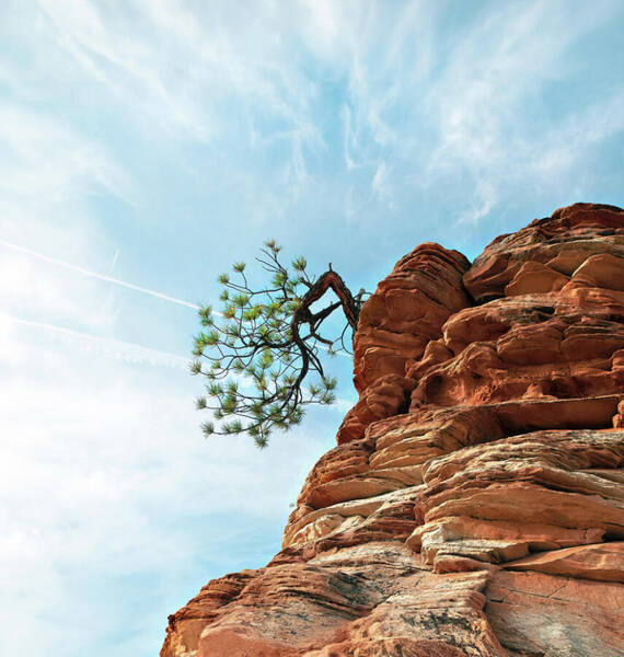 Tenacity Art Print