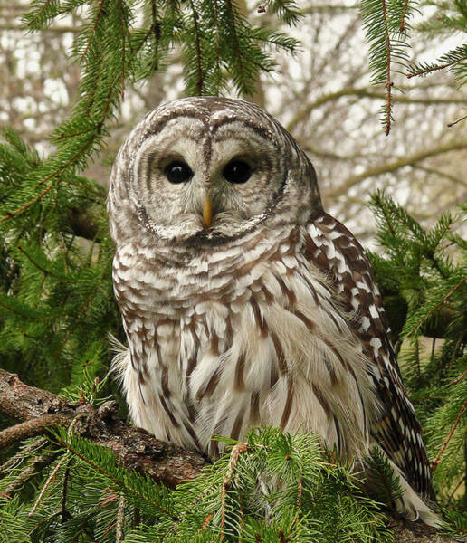 Barred Owl in Pine Tree Wall Art