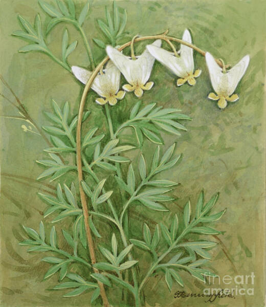 Dutchman's Breeches Art Print