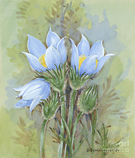 Pasqueflower Art Print