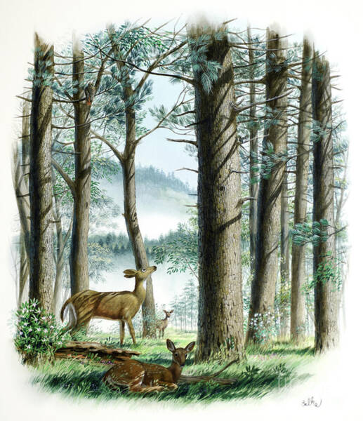 White-tailed Deer In Glen Art Print