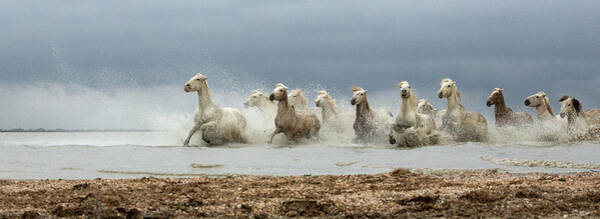Dust Wall Art featuring the photograph Race You There by Lillian King