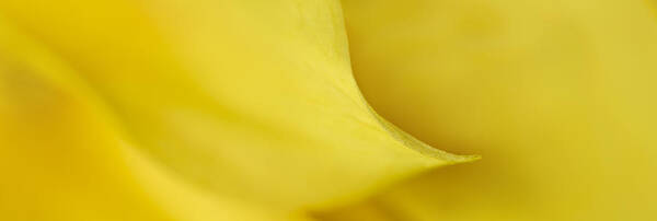Yellow Petal Sweep Art Print