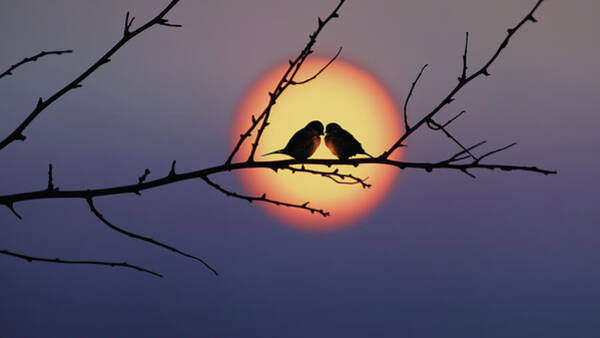 Togetherness Wall Art featuring the photograph Love Birds by Dragan Todorovic