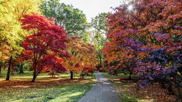 Autumn Pathway in Vibrant Forest Art Print