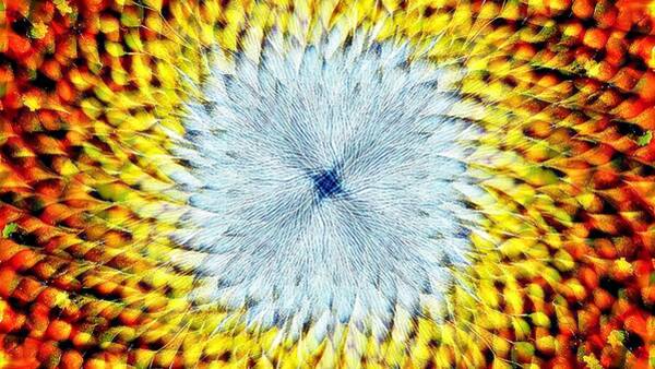 Sunflower Core Art Print