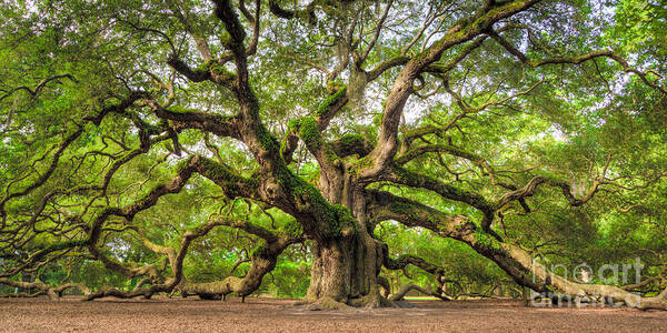 Majestic Tree with Sprawling Branches Photograph