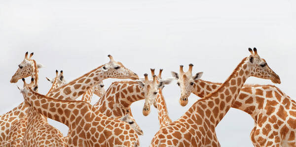 Togetherness Wall Art featuring the photograph Herd Of Giraffe by Grant Faint