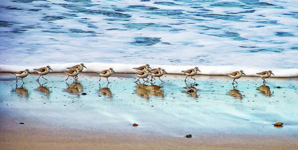 Sandpipers Skittering Along the Shore Wall Art