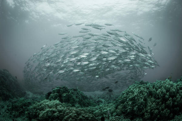 Majestic School of Fish Underwater Wall Art