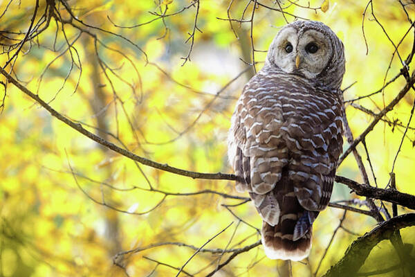 Owl in Autumn Woods Wall Art