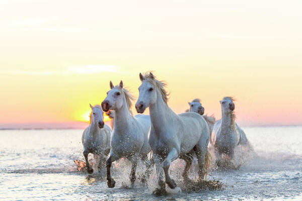 White Horses Galloping at Sunset Wall Art