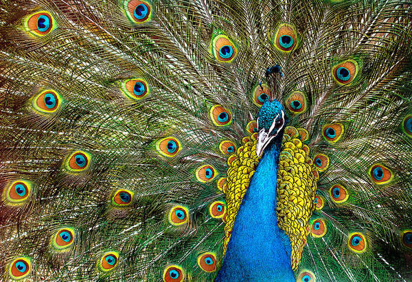 Vibrant Peacock Display Wall Art
